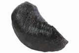 Fossil Whale Ear Bone - Miocene #69679-1